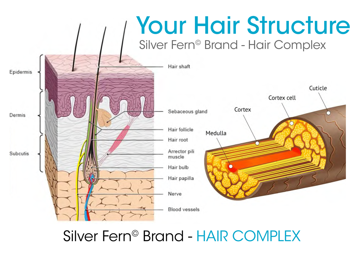 Hair Complex - Keratin, Sea Buckthorn, and Silica